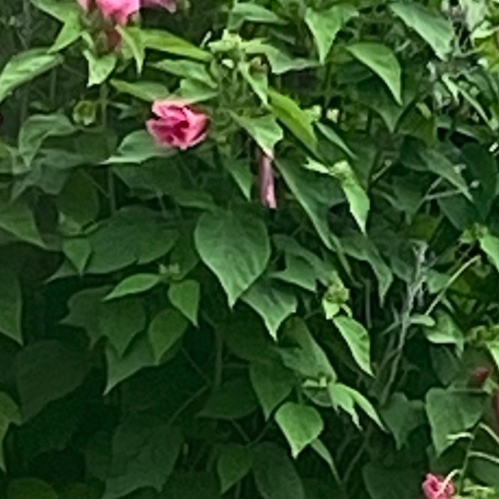 Meet your Posher, Jane